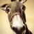:icontwostroke2t:
