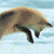 :icontwotail: