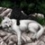 :icontwulf16: