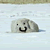 :icontye-dye-ninja: