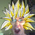 :icontylerlawton: