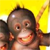 :icontylersb: