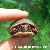 Tylertut :icontylertut: