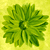 :icontynter: