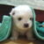 :icontypeangel: