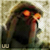 :icontyphest: