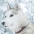 :icontyplos: