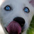 :icontyrannax-rex: