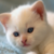 :icontysen12: