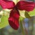 :icontythus: