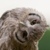 :icontytoalba937: