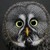 :icontytostrix: