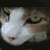 :iconuaofwcat: