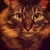 :iconuber-bellz: