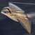 :iconucav-edi: