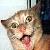 :iconuglycat-hatesyou: