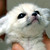 :iconukelover15: