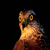 :iconukfun: