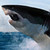 :iconukrainianshark: