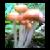 :iconultimate-providence: