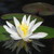 :iconumbra-lunae: