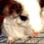 :iconumishabondama: