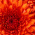:iconuncertainty479: