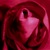 :iconuncivil-roza: