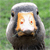 :iconundeadpokemon: