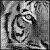 :iconundeadtiger: