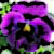:iconundefined-pansy: