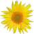 :iconunderasunflower: