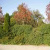 :iconundertheautumntrees: