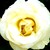 :iconune-bulle: