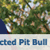 unexpected-pit2 :iconunexpected-pit2: