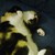 :iconunforsakenlie: