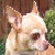 :iconunihuahua: