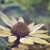 :iconuniquephotoart: