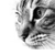 :iconuniversaltechnology: