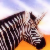 :iconunizebra-hearts: