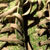 :iconunknownart1: