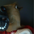 :iconunknowncritter: