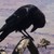 :iconunknownraven: