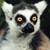 :iconunlightlemur: