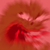 :iconunllque:
