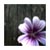 :iconuntil-the-day-i-die:
