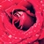 :iconuntitled-art: