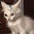 :iconunusualillusion: