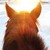 :iconuplifting-stock: