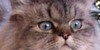 :iconupyachka1111: